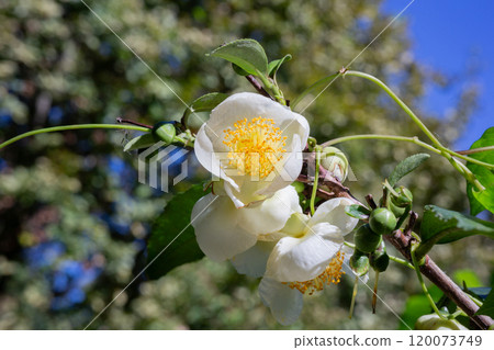 Tea or Chinese camellia or tea bush. White flowers of Camellia sinensis close-up, selective focus. Natural spring floral background. The tea bush blooms in November on a tea plantation. Tea or Chinese camellia or tea bush. White flowers of Camellia sinensis close-up, selective focus. Natural spring floral background. The tea bush blooms in November on a tea plantation. 120073749