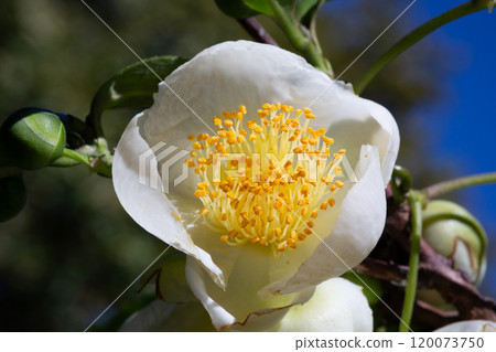 Tea or Chinese camellia or tea bush. White flowers of Camellia sinensis close-up, selective focus. Natural spring floral background. The tea bush blooms in November on a tea plantation. 120073750