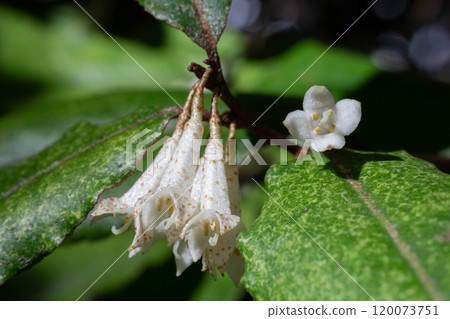 Elaeagnus pungens is a shade-tolerant, drought-tolerant plant. It is used in decorative and garden construction. Small white flowers 120073751