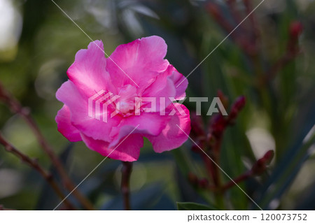 Pink oleander flower under sunlight. Oleander, also known as nerium oleander or rosebay, is cultivated worldwide. Pink oleander flower under sunlight. Oleander, also known as nerium oleander or rosebay, is cultivated worldwide. 120073752
