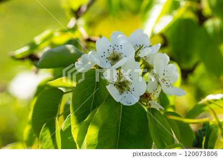 A blooming apple tree. Pink and white apple blossoms on a branch in spring. Floral spring and summer background. 120073806