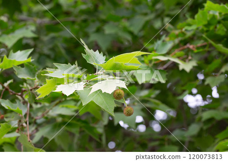 Leaves and fruits of Platanus occidentalis, also known as American sycamore. Leaves and fruits of Platanus occidentalis, also known as American sycamore. 120073813