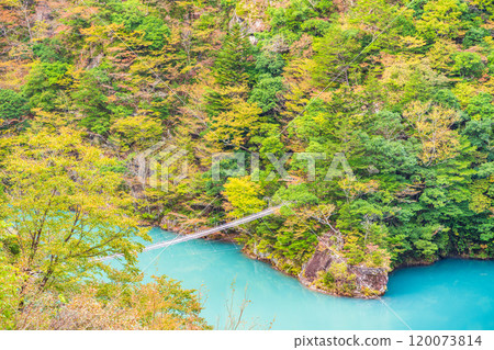 [Shizuoka Prefecture] Autumn at Sumata Gorge - Dream Suspension Bridge 120073814