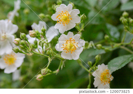 (Rosa Multiflora) Close up of a bouquet of graceful small white sweet-smelling flowers of multiflora rose or eijitsu rose bushy shrub 120073825