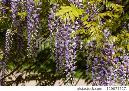 Close up macro on glycine flowers in full bloom during springtime. Close up macro on glycine flowers in full bloom during springtime. 120073827