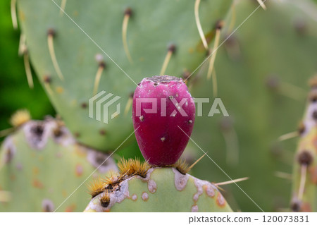 Opuntia ficus-indica, prickly pear. Prickly pear cactus with red fruits Opuntia ficus-indica, prickly pear. Prickly pear cactus with red fruits 120073831