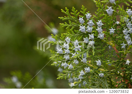 Thuja occidentalis, also known as northern white-cedar, eastern white-cedar, or arborvitae, is an evergreen coniferous tree, in the cypress family Cupressaceae. Thuja occidentalis, also known as northern white-cedar, eastern white-cedar, or arborvitae, is an evergreen coniferous tree, in the cypress family Cupressaceae. 120073832