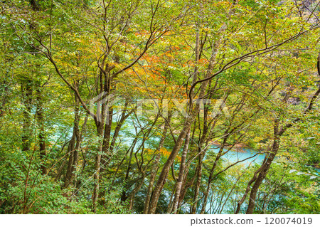 [Shizuoka Prefecture] Autumn in Sumata Gorge: The blue lake surface 120074019