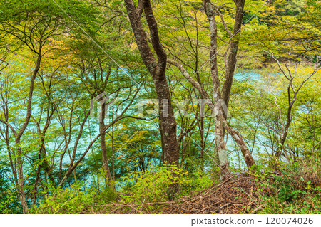 [Shizuoka Prefecture] Autumn in Sumata Gorge: The blue lake surface 120074026