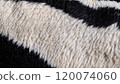macro photo of stretched skin of black and white cow rug with wool texture 120074060