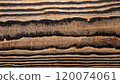 macro photo of sycamore board surface with black wood texture 120074061