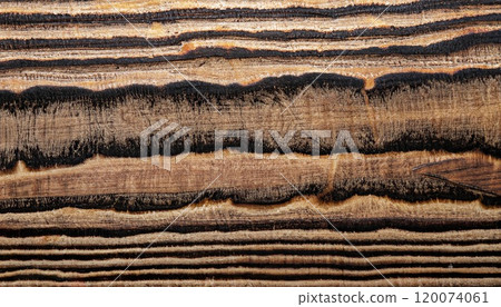 macro photo of sycamore board surface with black wood texture 120074061