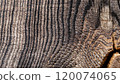 macro photo of the texture of a section of black oak with a wood structure 120074065