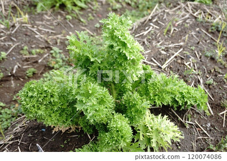 Wasabi 120074086