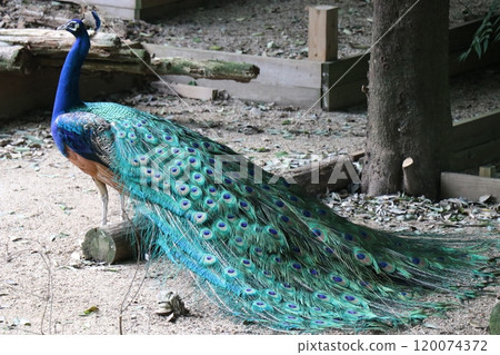 Omuta City Zoo peacock Omuta City Zoo peacock 120074372