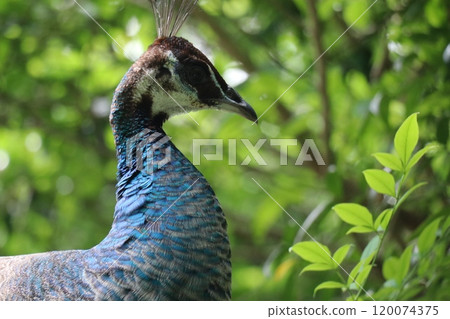 Omuta City Zoo peacock Omuta City Zoo peacock 120074375