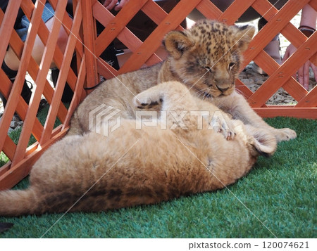Baby lion born on March 21, 2024 120074621
