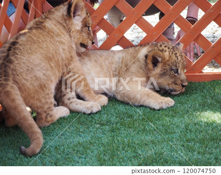 2024年3月21日出生的小獅子 120074750