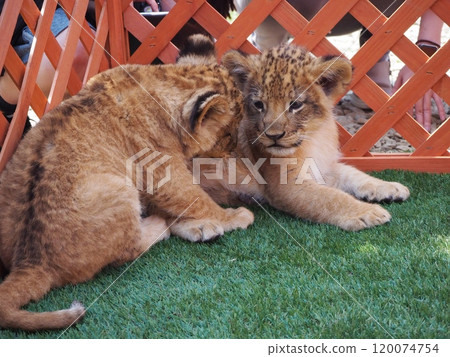 Baby lion born on March 21, 2024 Baby lion born on March 21, 2024 120074754