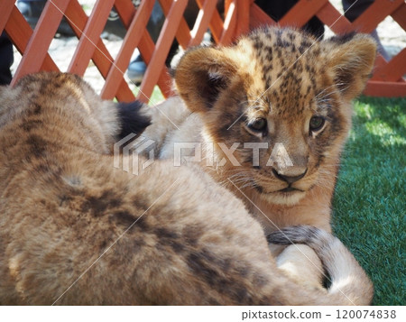 2024年3月21日出生的小獅子 120074838