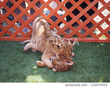 Baby lion born on March 21, 2024 120074958