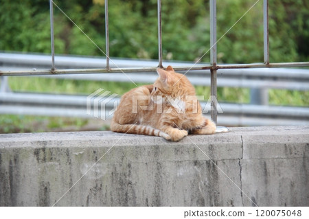 brown cat in the park 120075048