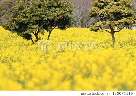 Landscape with rape field 120075119