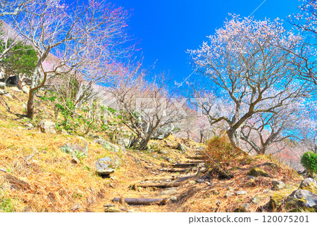 關東的湯河原梅林 - 穿過梅林盛開的美景的庭園小路形象 - 神奈川縣湯河原町(3) 關東的湯河原梅林 - 穿過梅林盛開的美景的庭園小路形象 - 神奈川縣湯河原町(3) 120075201