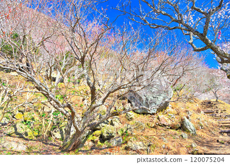 Kanto, Yugawara Plum Grove, A plum garden in full bloom with scattered rocks and a beautiful view from the garden path, Yugawara Town, Kanagawa Prefecture (4) Kanto, Yugawara Plum Grove, A plum garden in full bloom with scattered rocks and a beautiful view from the garden path, Yugawara Town, Kanagawa Prefecture (4) 120075204