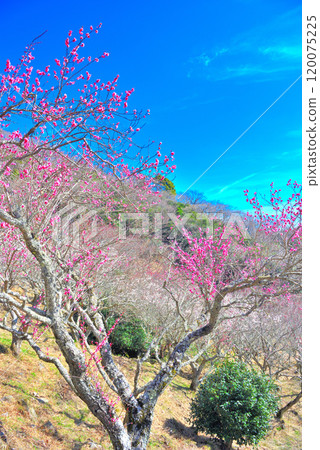 Kanto, Yugawara Plum Grove, a view of the plum grove with red and white plum blossoms blooming from a garden path, Yugawara Town, Kanagawa Prefecture (3) 120075225