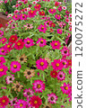 Flower landscape 120075272