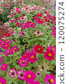 Flower landscape 120075274