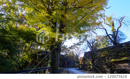 小諸市懷古園的秋葉 小諸市懷古園的秋葉 120075628
