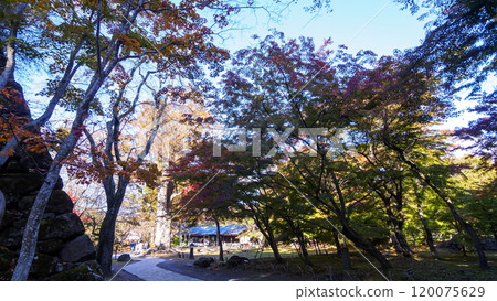 Autumn leaves at Kaikoen Garden in Komoro City Autumn leaves at Kaikoen Garden in Komoro City 120075629