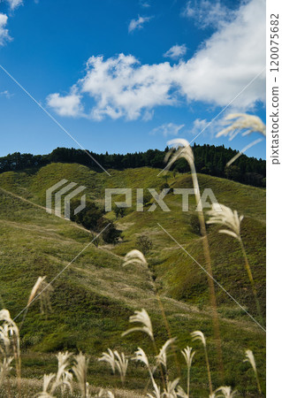 Tonomine Plateau: one of the Kansai region's leading areas for silver grass 120075682
