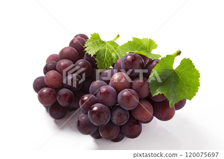 Two Kyoho grapes lined up with leaves on a white background 120075697