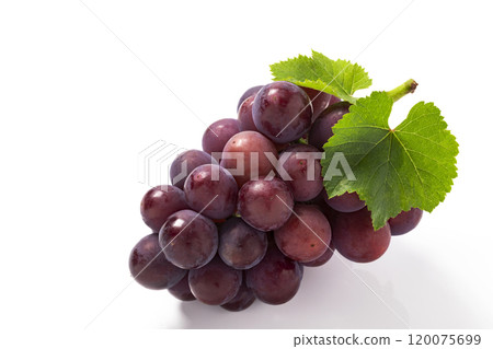Kyoho grapes with leaves on a white background Kyoho grapes with leaves on a white background 120075699