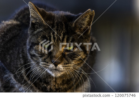 一隻貓盯著你 120075746