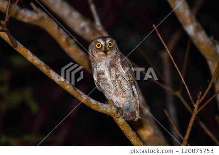 A barn owl perched on a tree branch in the forest A barn owl perched on a tree branch in the forest 120075753
