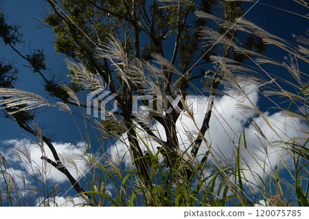 Tonomine Plateau: one of the Kansai region's leading areas for silver grass 120075785