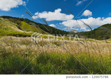Tonomine Plateau: one of the Kansai region's leading areas for silver grass Tonomine Plateau: one of the Kansai region's leading areas for silver grass 120075786