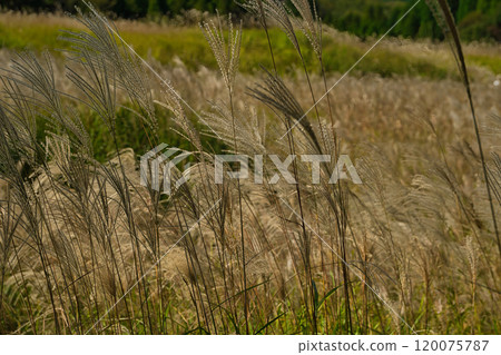 Tonomine Plateau: one of the Kansai region's leading areas for silver grass 120075787