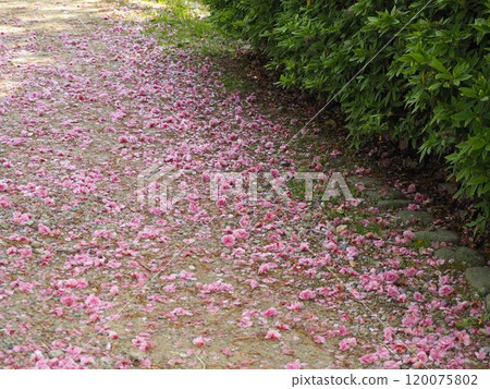 春天的景色：櫻花花瓣散落在地上 120075802