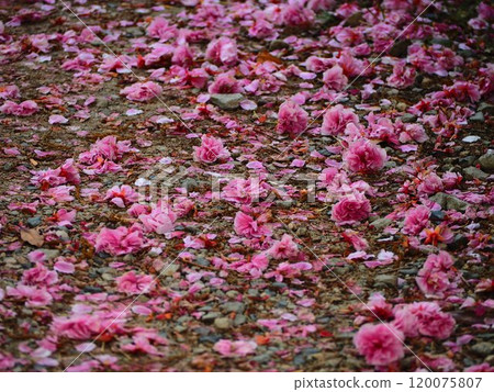 春天的景色:櫻花花瓣散落在地上 春天的景色:櫻花花瓣散落在地上 120075807