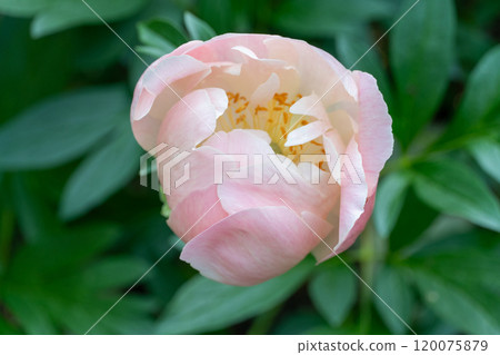 春天盛開的粉紅牡丹花蕾 春天盛開的粉紅牡丹花蕾 120075879