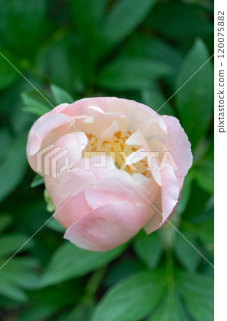 春天盛開的粉紅牡丹花蕾 春天盛開的粉紅牡丹花蕾 120075882