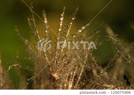 Thistle fluff wet with morning dew Thistle fluff wet with morning dew 120075906