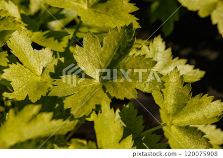 Bright green quinces leaves 120075908