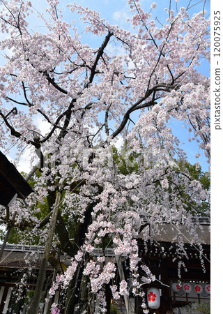 Kyoto Cherry Blossoms: The Leading Weeping Cherry Tree in Full Bloom Kyoto Cherry Blossoms: The Leading Weeping Cherry Tree in Full Bloom 120075925