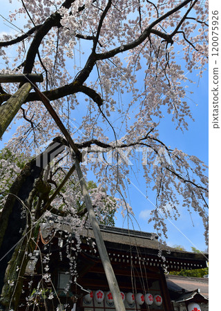 Cherry blossoms in Kyoto: Hirano Shrine surrounded by cherry blossoms Cherry blossoms in Kyoto: Hirano Shrine surrounded by cherry blossoms 120075926